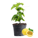 Passion Fruit Plant Dubai