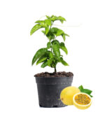 Passion Fruit Plant Dubai