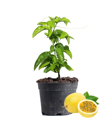 Passion Fruit Plant Dubai