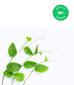 Passion Fruit Plant - Yellow - Image 3