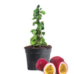 Passion Fruit Dubai