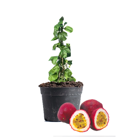 Passion Fruit Dubai