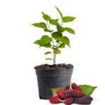 Mulberry Fruit Plant Dubai