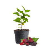 Mulberry Fruit Plant Dubai