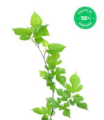 Mulberry Fruit Plant Morus - Image 3
