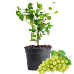 Grapes