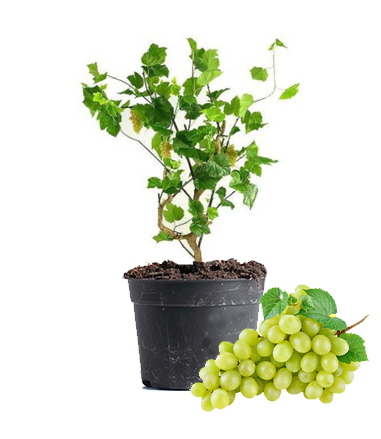 Grapes