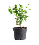 Grapes Plant Vitis Vinifera - Image 2