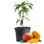 Mango Fruit Plant Dubai