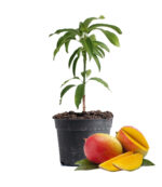 Mango Fruit Plant Dubai