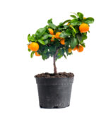 Mandarin Fruit Plant - Image 2