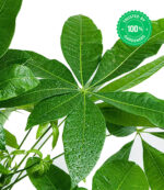 Mandarin Fruit Plant - Image 4