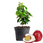 Malay Apple Plant Dubai