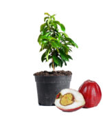 Malay Apple Plant Dubai