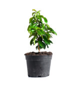 Malay Apple Plant - Image 2