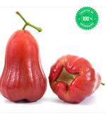 Malay Apple Plant - Image 3