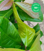 Malay Apple Plant - Image 4