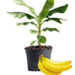 Banana Plant Dubai