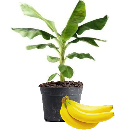Banana Plant Dubai