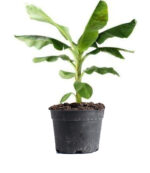 Banana G9 Plant - Image 2