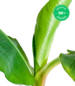 Banana G9 Plant - Image 4