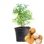 longan Plant Dubai