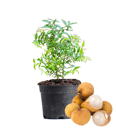 longan Plant Dubai