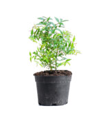 Cat’s Eye Plant Dimocarpus longan - Image 2