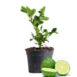 Kaffir Lime Dubai