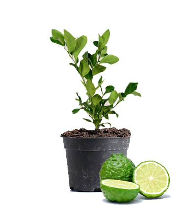 Kaffir Lime Dubai