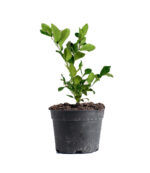 Kaffir Lime Dubai