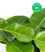 Kaffir Lime Plant Citrus hystrix - Image 4