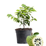 custard apple plant in dubai