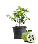 custard apple plant in dubai