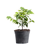 Custard Apple Plant (Annona squamosa) - Image 2