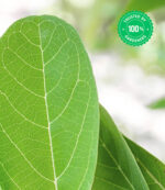 Custard Apple Plant (Annona squamosa) - Image 4