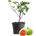 Fig Jasmin Fruit Dubai