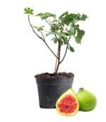 Fig Jasmin Fruit Dubai