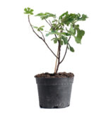 Fig Jasim Fruit Plant - Image 3
