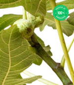 Fig Jasim Fruit Plant - Image 4
