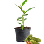 Cardamom Plant Dubai