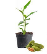 Cardamom Plant Dubai