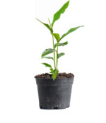 Cardamom Plant - Image 2