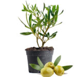 Olive Fruit Plant Dubai