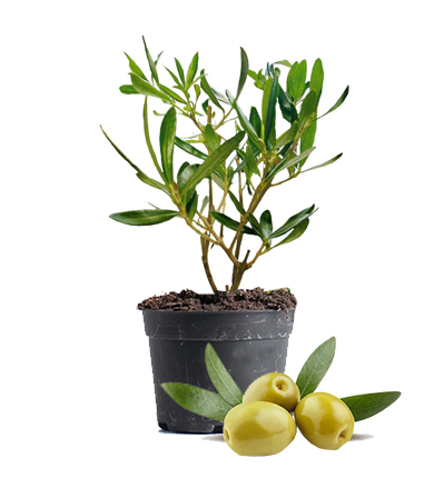 Olive Fruit Plant Dubai