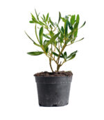 Olive Fruit Plant - Image 2