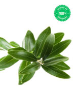 Olive Fruit Plant - Image 4