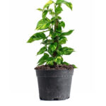Money Plant (80cm)