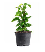 Money Plant (80cm)