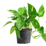 Money Plant Dubai
